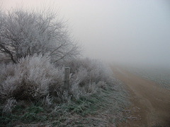Fog - hoarfrost