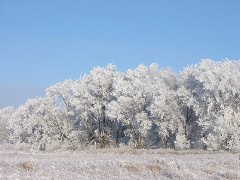 More hoarfrost
