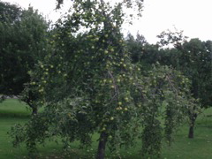 Apple Tree, Great Bend