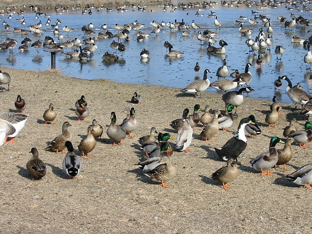 Ducks and geese on icey pond near home.