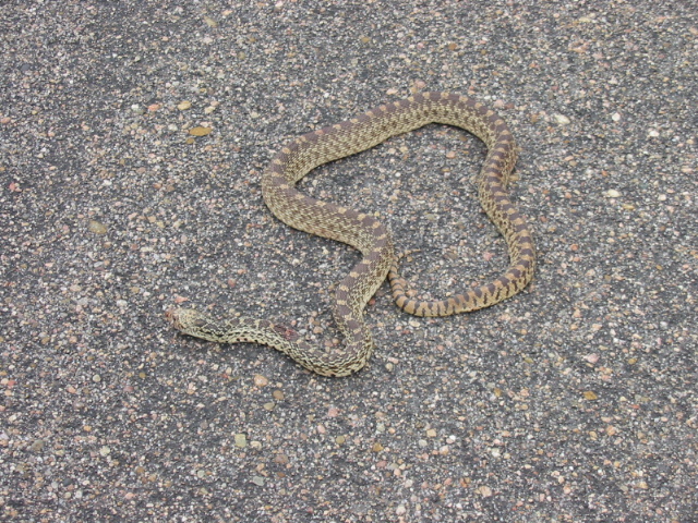 King snake (I think)