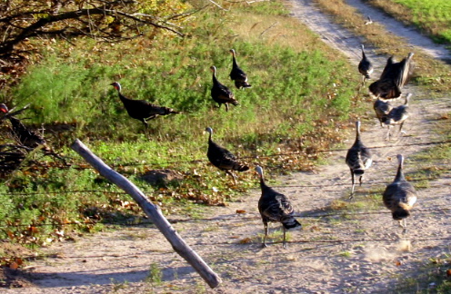 Turkeys right by the highway
