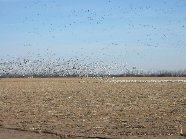 Geese - gathering