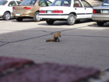 Red fox in parking lot in Great Bend.