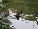Wood Ducks in a park