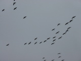 Sandhill Cranes