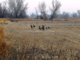 Wild turkeys in Kansas field.