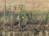 Young pheasants