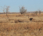 Deer on the way to Great Bend