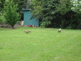 Canadian Geese in my yard.